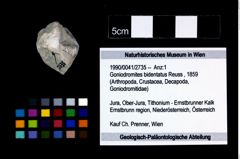 Foto (Objekt + Etikett) von Goniodromites bidentatus (Reuss, 1859)  (NHMW-GEO-1990-0041-2735)